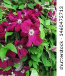 stock-photo--beautiful-dark-burgundy-clematis-flowers-on-a-green-background-of-leaves-1460472713.jpg