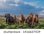 Brown horses in an Icelandic, green pasture with storm clouds and blue sky above.