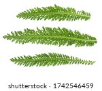 fern leaves isolated on white... | Shutterstock . vector #1742546459