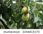 Pear tree. ripe pears on a tree ...