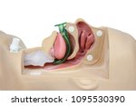 Medical simulation training Oropharyngeal Airway on a white background with cipping path