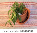 composition of plants in a... | Shutterstock . vector #606890339