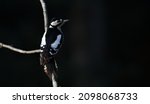 The Great Spotted Woodpecker ...