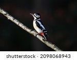The Great Spotted Woodpecker ...