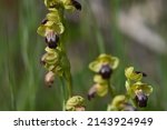 Ophrys Fusca  Commonly Known As ...