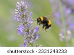 Bombus terrestris, the buff-tailed bumblebee or large earth bumblebee, is one of the most numerous bumblebee species in Europe. 