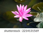 Small photo of The water lily is such a well species because its enormous blooms, which have numerous undifferentiated cells components, were considered to reflect the floral print of the first plant species.