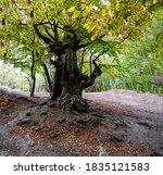 Old Many Centuries Old Beech In ...