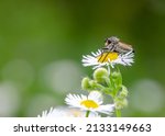 A close up image of a really tiny Hover fly of the Family Syrphidae sitting on daisy.