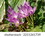 Small photo of Colchicum autumnale, commonly known as autumn crocus or meadow saffron is a toxic autumn-blooming flowering plant that resembles the true crocuses