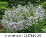 Small photo of Campanula lactiflora, the milky bellflower is a species of flowering plant in the genus Campanula of the family Campanulaceae, native to Turkey and the Caucasus.