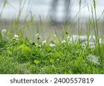 Trifolium repens  the white...