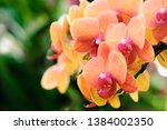 Beautiful Orange Orchids Bloom...