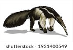 a giant anteater with a huge... | Shutterstock .eps vector #1921400549