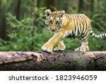 Little Ussuri Tiger In The Wild ...
