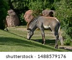 A Grevy's Zebra   Equus Gravy   ...
