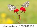 Two Beautiful Butterflies Sit...