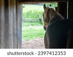 Small photo of Horse at Booker T. Washington National Monument in rural Virginia. Tobacco farm where educator and leader Booker T. Washington was born into slavery and later freed by the Emancipation Proclamation.