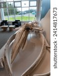 Small photo of Terra Nova National Park, Newfoundland, Canada -Jul 8, 2023: Terra Nova National Park Visitor Centre for Parks Canada. Skeleton of a Humpback whale on display.