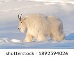 A White  Hairy Mountain Goat...