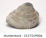 Small photo of ossified marine mineral.aquarium decor.marine decor and decorations.seashell.clam.crustaceans and casement.a seafood delicacy.