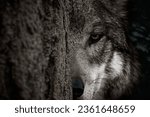 Small photo of Adult wolf peeps out from behind a tree trunk in a dark forest. Half of the face is visible, the formidable gaze of the leader of the pack, blurred background, selective focus