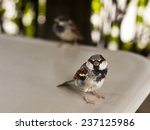 Two Sparrows Sitting On A White ...