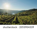 Vineyards in Ribeira Sacra and Sil river canyon in the background, Galicia, Spain