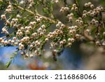 Small photo of Detail of erica arborea otr tree heath white flowers blooming