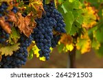 Wine grapes. Merlot is a dark blue-colored wine grape variety, that is used as both a blending grape and for varietal wines.The name Merlot is thought to be a diminutive of merle,french name of a bird