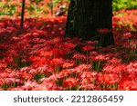 Small photo of Red spider lily flowers in Chichibu, September 2022
