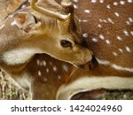 Small photo of Deary eyes of a Deer