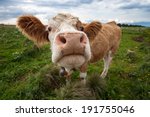 Funny Shot Of A Cute Cow