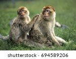 Barbary Macaque  Macaca...