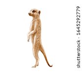Meerkat Standing Watercolor...