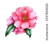 Pink Camellia Flower Element....