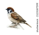 Sparrow Bird. Watercolor...