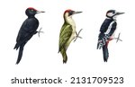 Woodpecker bird watercolor illustration set. Hand drawn realistic forest green and black woodpecker collection. Wildlife forest birds. Wood peckers on white background set