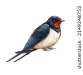 Swallow bird realistic image. Watercolor illustration. Hand drawn barn swallow on white background. Small common bird image. Beautiful wildlife avian