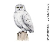 Snowy owl bird watercolor illustration. Hand drawn realistic white owl on the stump element. Wildlife northern avian. Polar predator bird. Isolated on white background