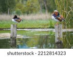 Two Male Mandarin Ducks On A...