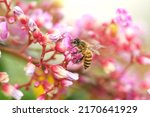 A cute honey bee visiting the star fruit flowers and collecting nectar. Beautiful pink blossoms and the bee compliment each other. A perfect summer feel in this picture.