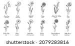 birth month flowers set.hand... | Shutterstock .eps vector #2079283816