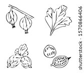 hand drawn gooseberry set... | Shutterstock .eps vector #1570866406