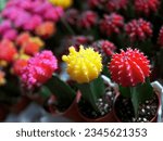 Small photo of Small graft moon cactus, yellow pink and red color on each pot in the plant nursery, Gymnocalycium mihanovichii, desert plant
