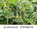 Growing Cucumbers In The Garden
