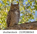 Wise Old Owl   Great Horned Owl ...