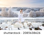 A girl in white clothes feeds white swans on a lake in winter against a background of a snowy forest