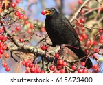 Male European Blackbird  Turdus ...