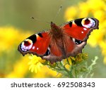 European Peacock Butterfly ...